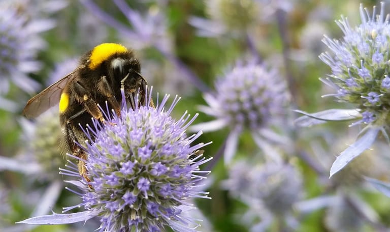 Kruisdistel met hommel