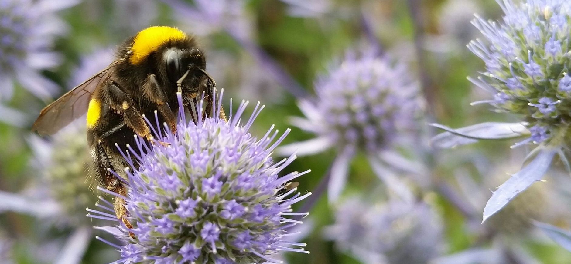 Kruisdistel met hommel