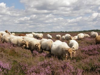 Drentse heideschapen grazen tussen de struikheide