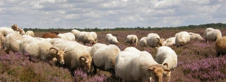 Drentse heideschapen grazen tussen de struikheide