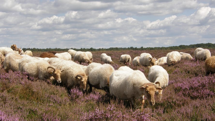 Drentse heideschapen grazen tussen de struikheide