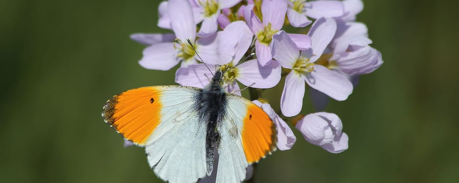 Oranjetipje op pinksterbloem