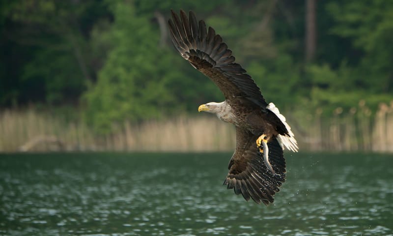 Zeearend vangt een paling