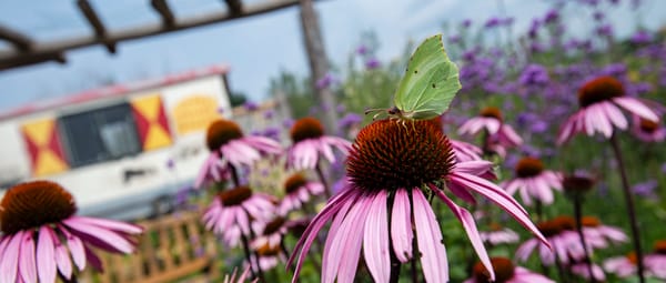 Bloementuin bij Belevenisboerderij Schieveen