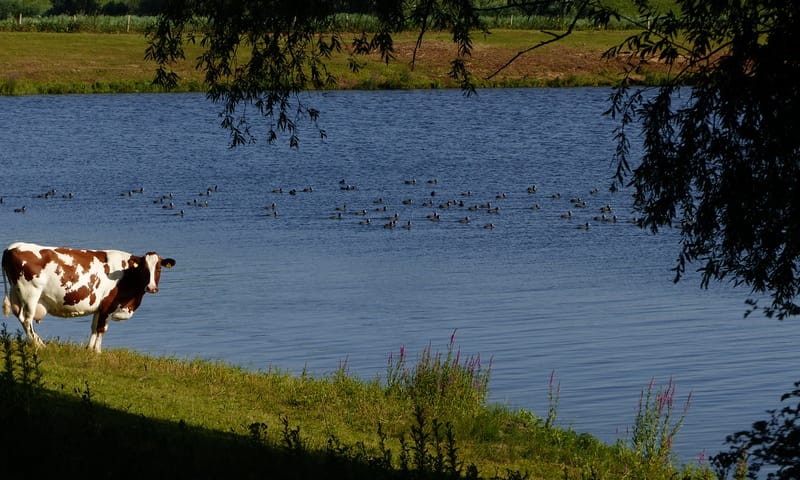 Hedelse Bovenwaard - plas