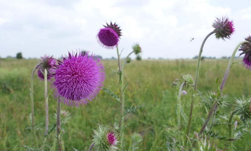 Knikkende distel