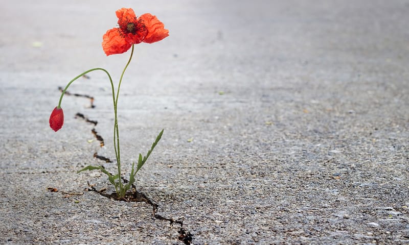 Wilde bloemen