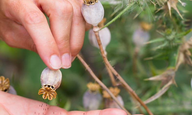 Zaden klaproos oogsten