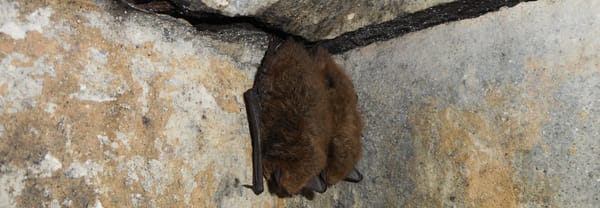 Baardvleermuis overwintert op het fort