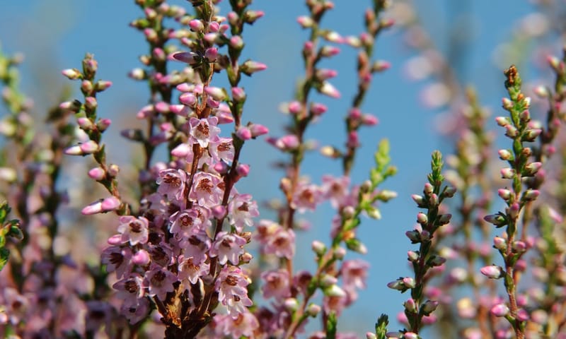 Close-up van bloeiende struikheide
