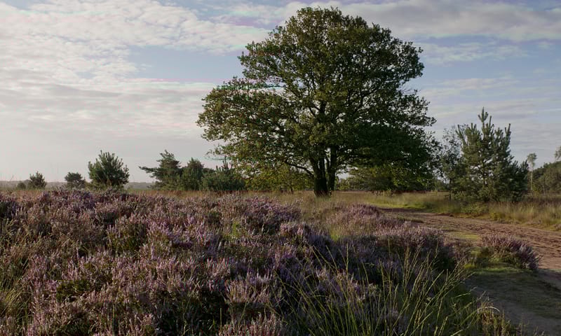 Paarse heide op de Kampina