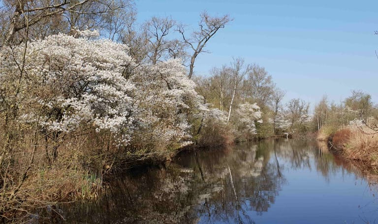 Bloeiende krentenboompjes op Lusthof de Haeck