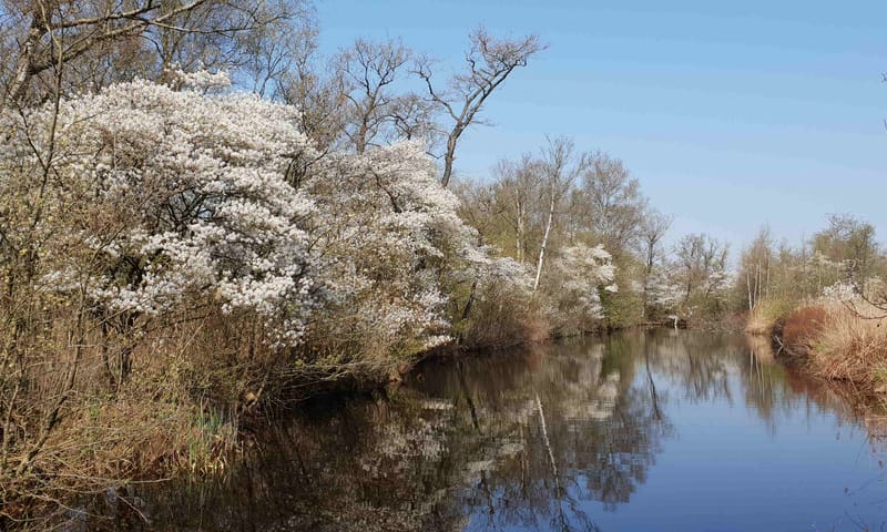 Bloeiende krentenboompjes op Lusthof de Haeck