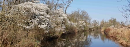 Bloeiende krentenboompjes op Lusthof de Haeck