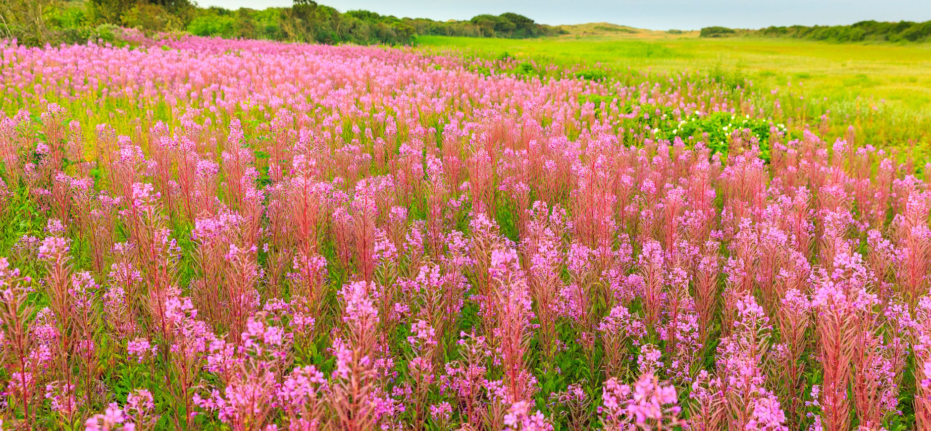 Bloemrijke duinen op Schiermonnikoog