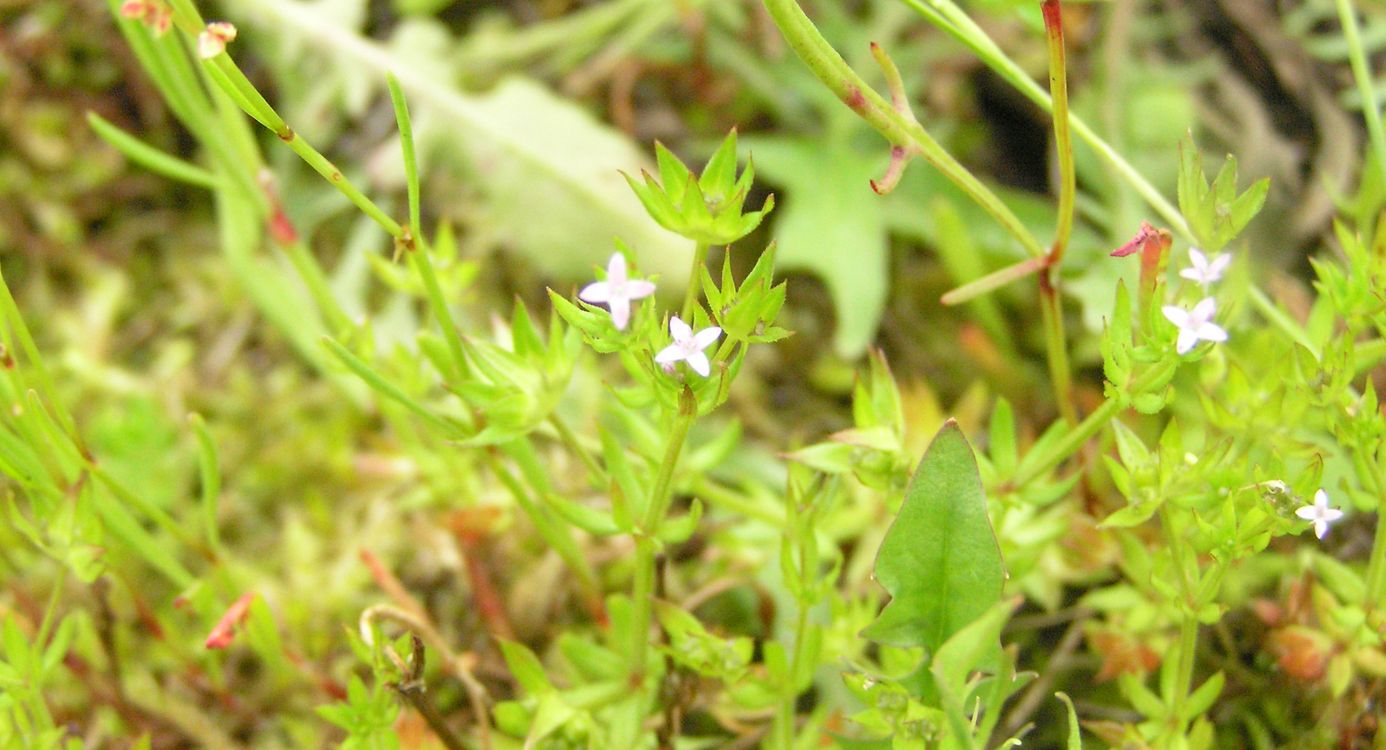 blauw walstro