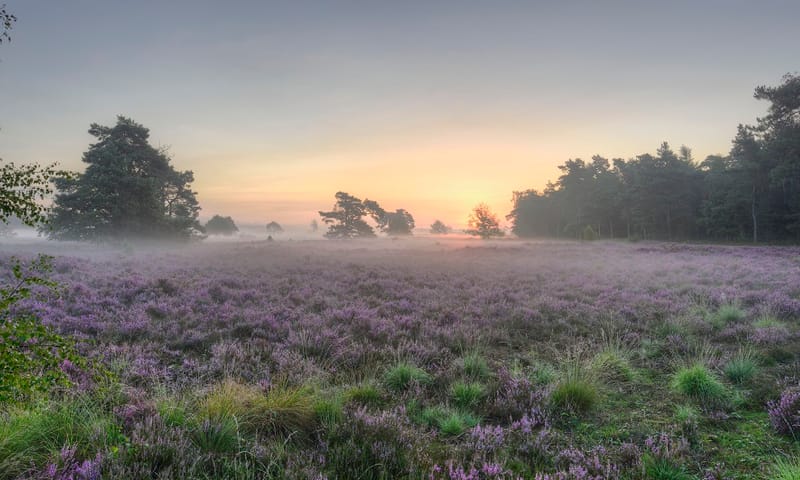 Zonsondergang bij Loonse en Drunense Duinen met  paarse struikheide