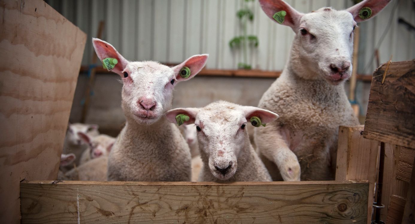 Schapen