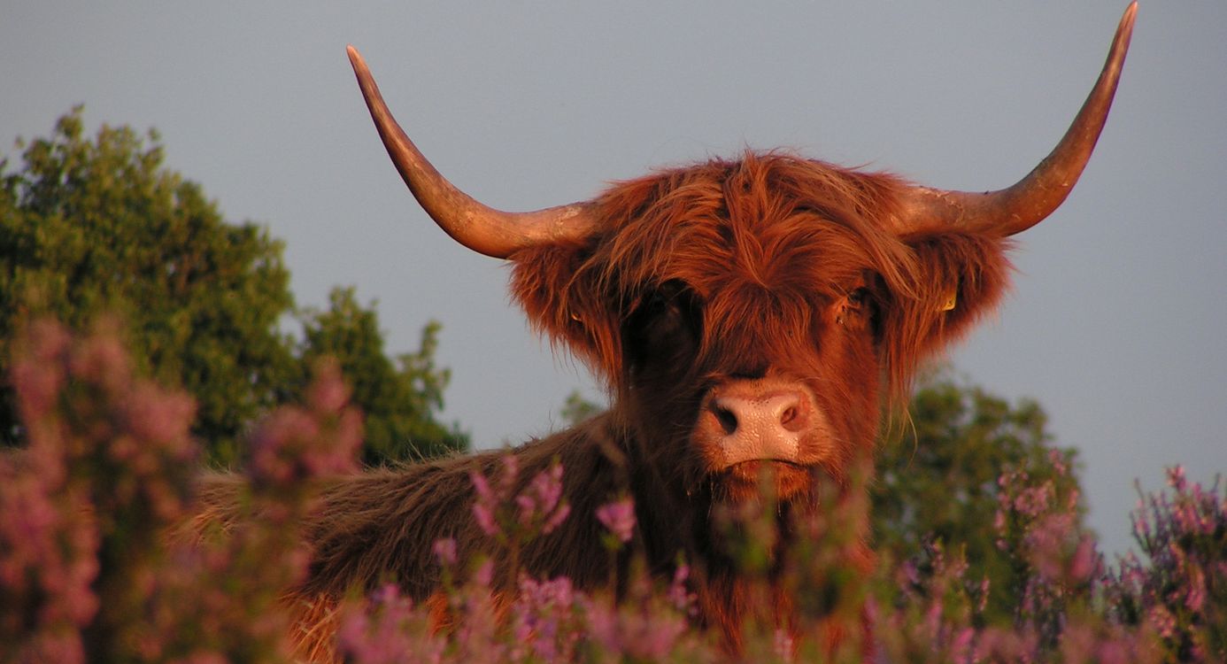 Schotse hooglander tussen heide op Mantingerveld