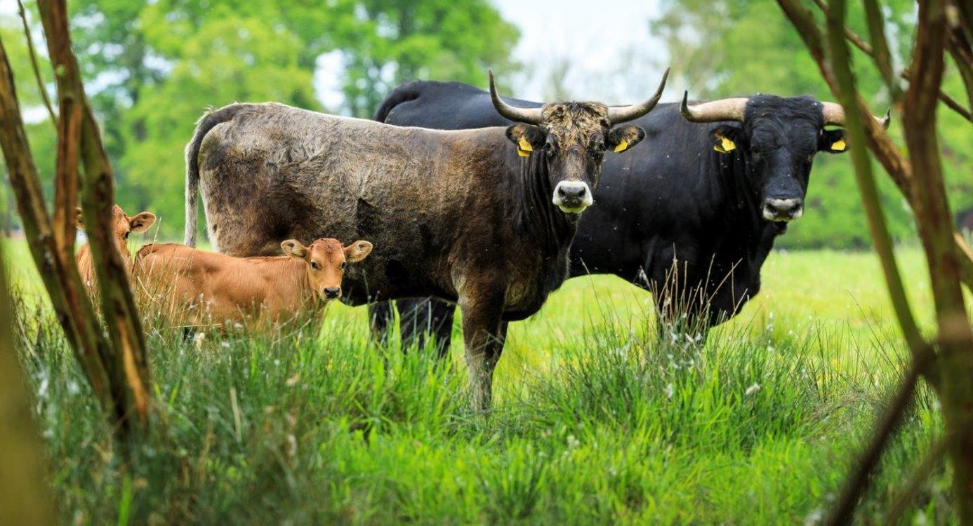 Taurossen gaan hun eigen weg in de natuur.