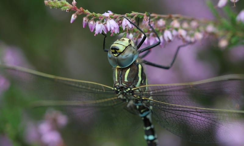 Venglazenmaker op heide