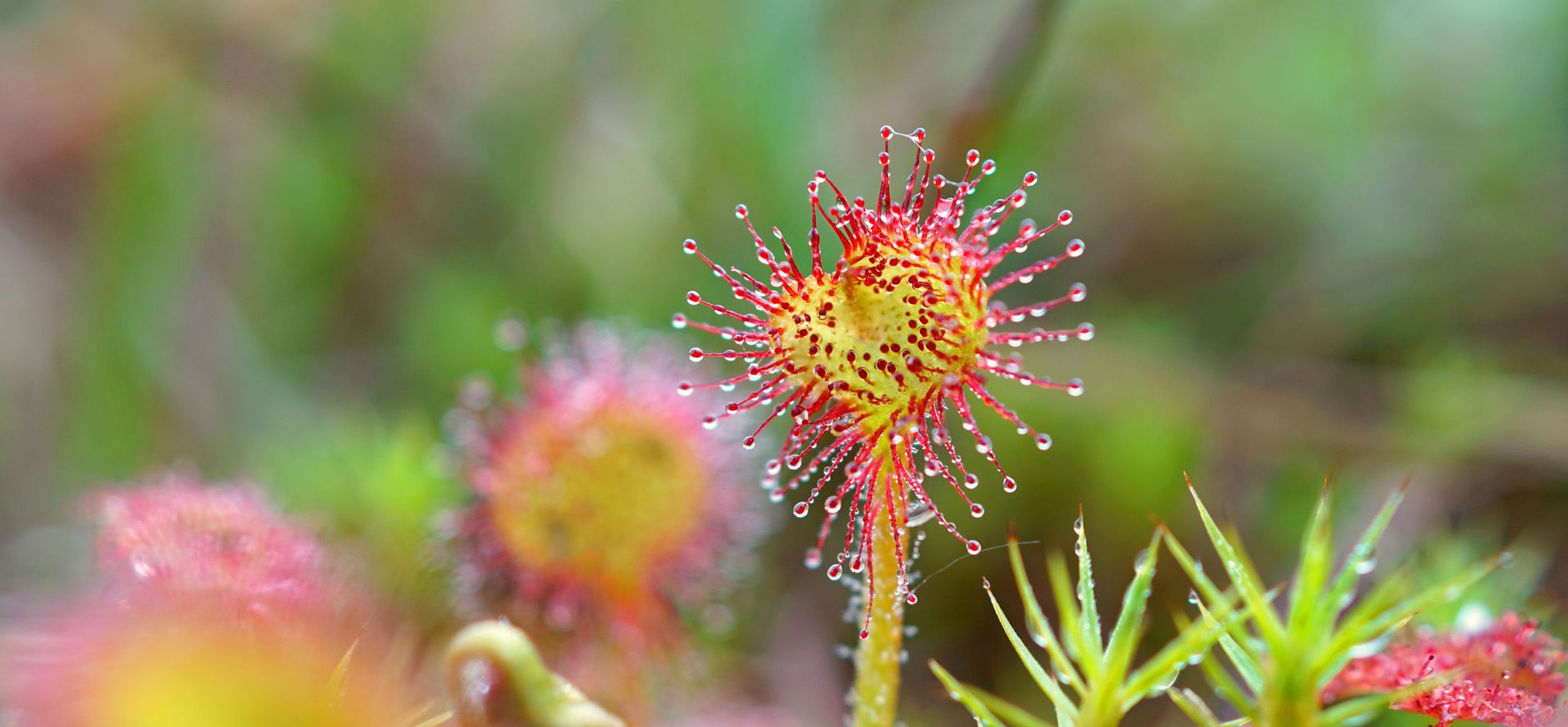 Zeldzame ronde zonnedauw