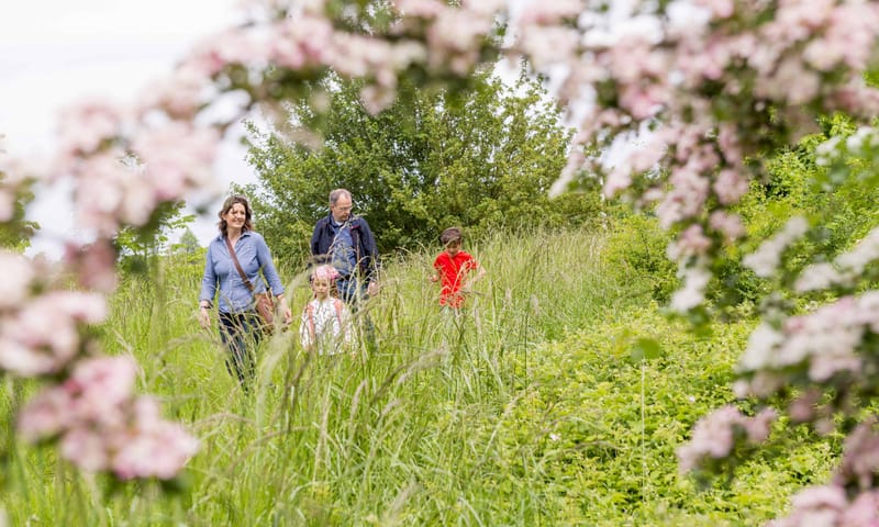 Bloesem in natuurgebied Zwaakse Weel