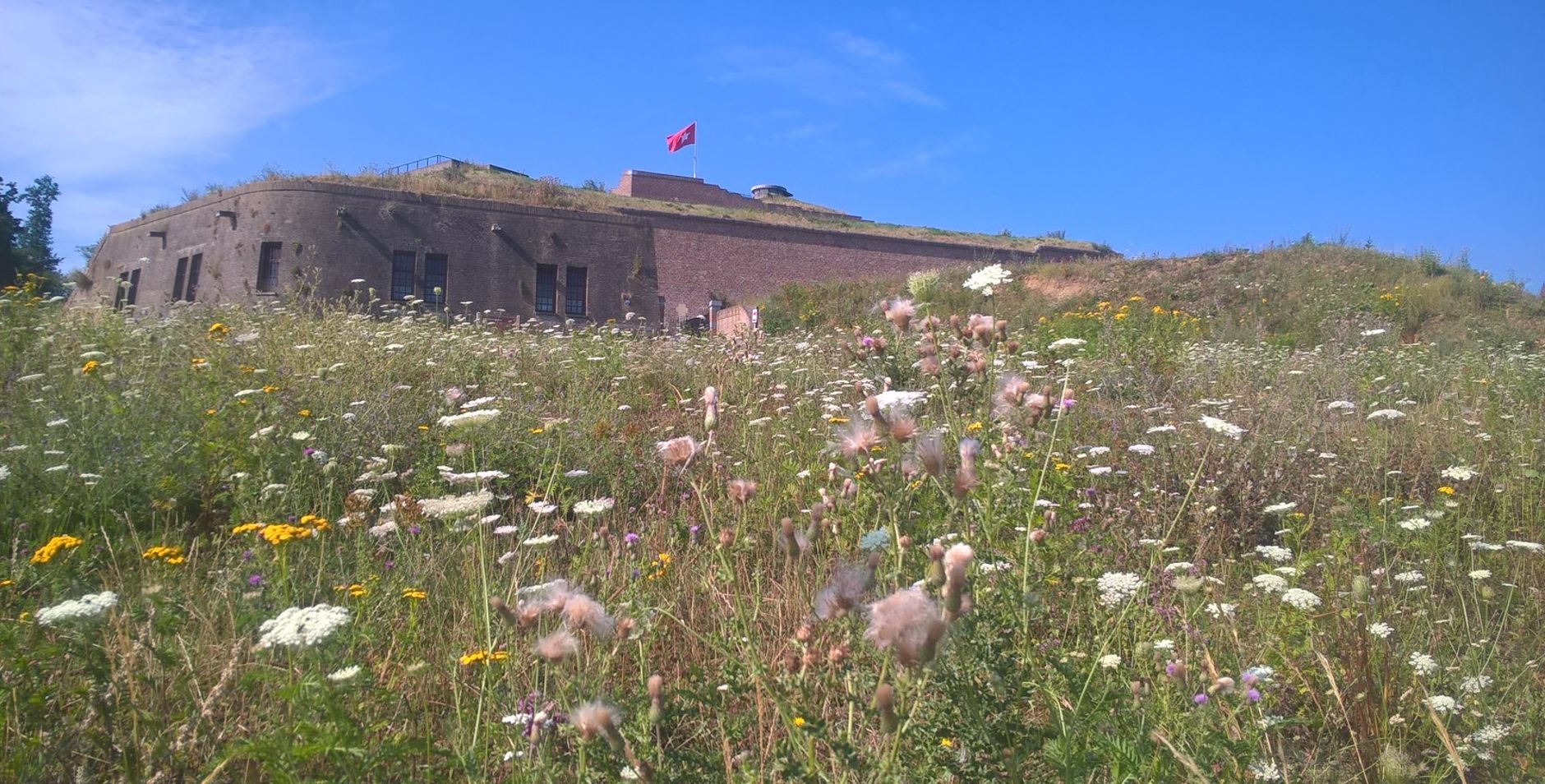 bloemen op Sint-Pietersberg