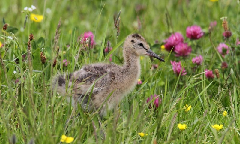 Drijvers Vogelweid De Bol