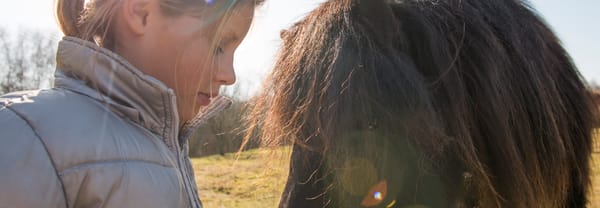 shetlandpony