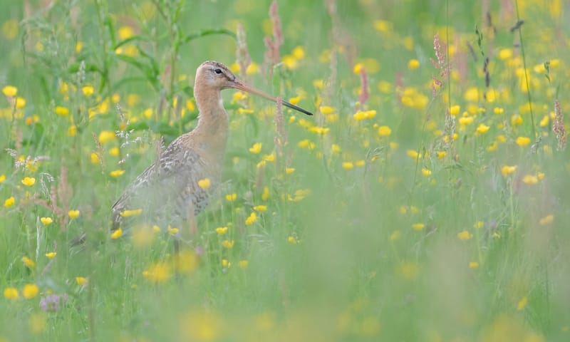 Grutto in wilde bloemen