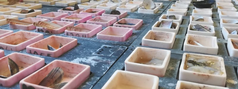 Monsters Waddenmozaiek