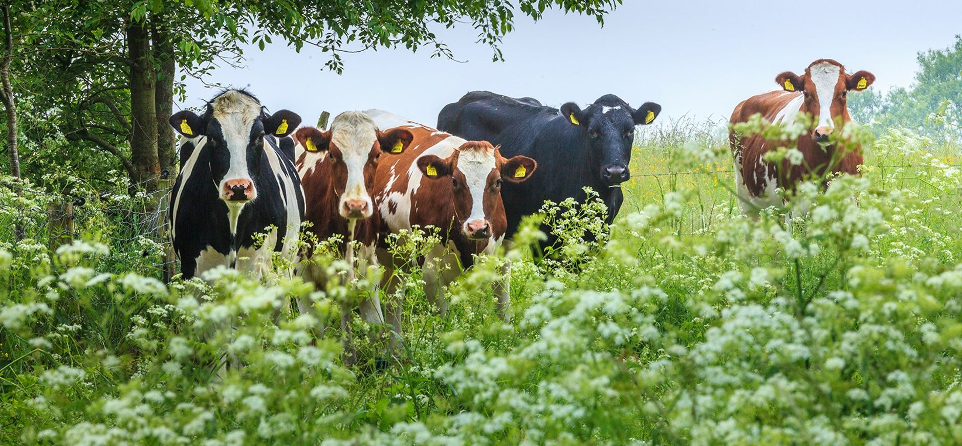 Van pachter naar partner