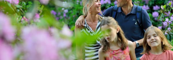 Genieten van de rododendrons