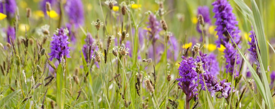 Orchideeën in het Zwanenwater
