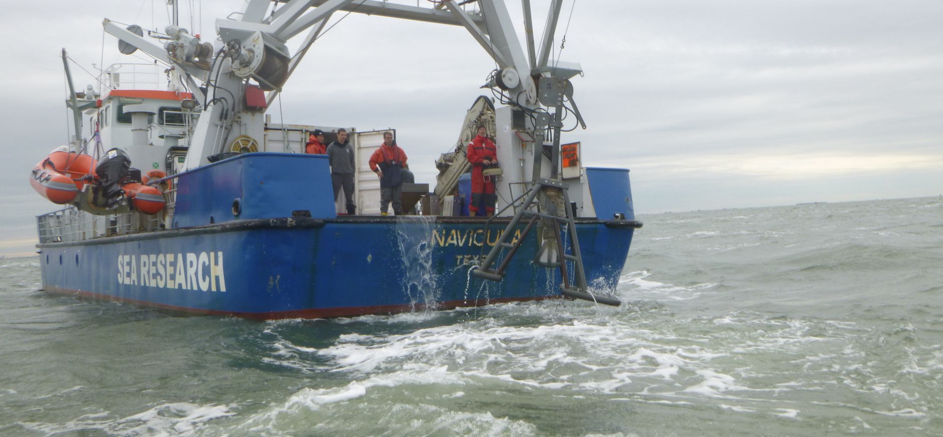 Waddenmozaiek, Navicula