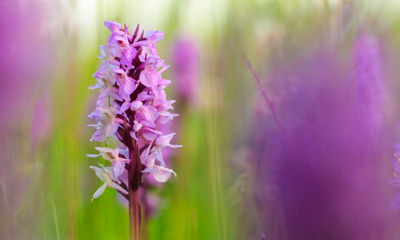 Rietorchis