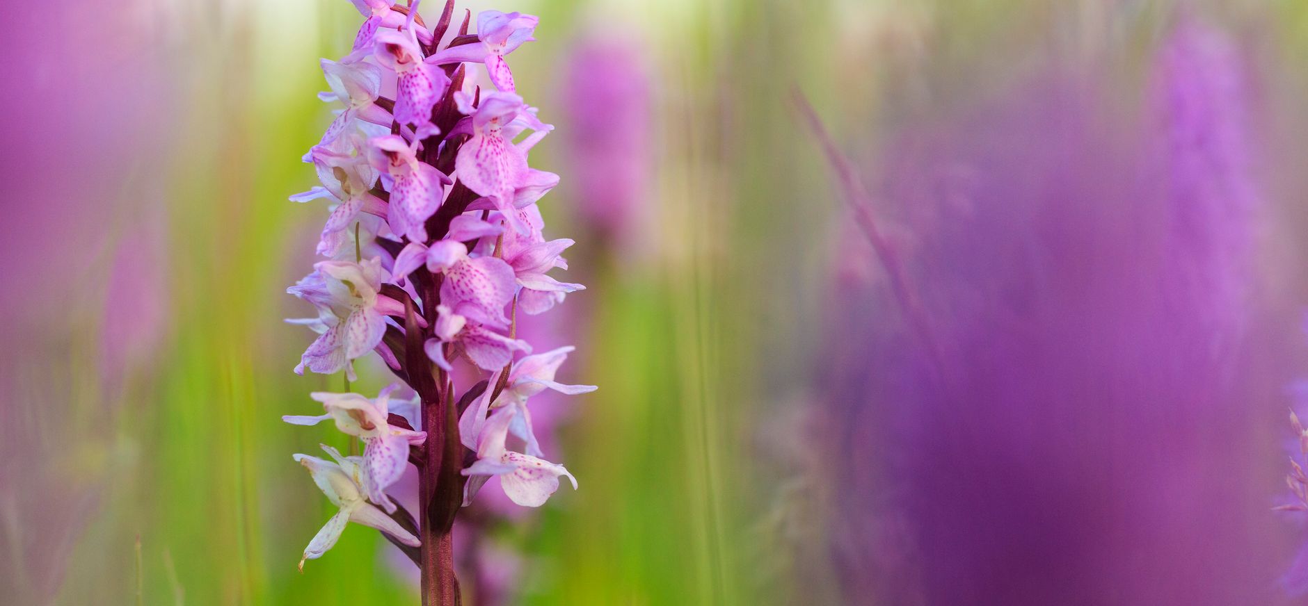 Rietorchis