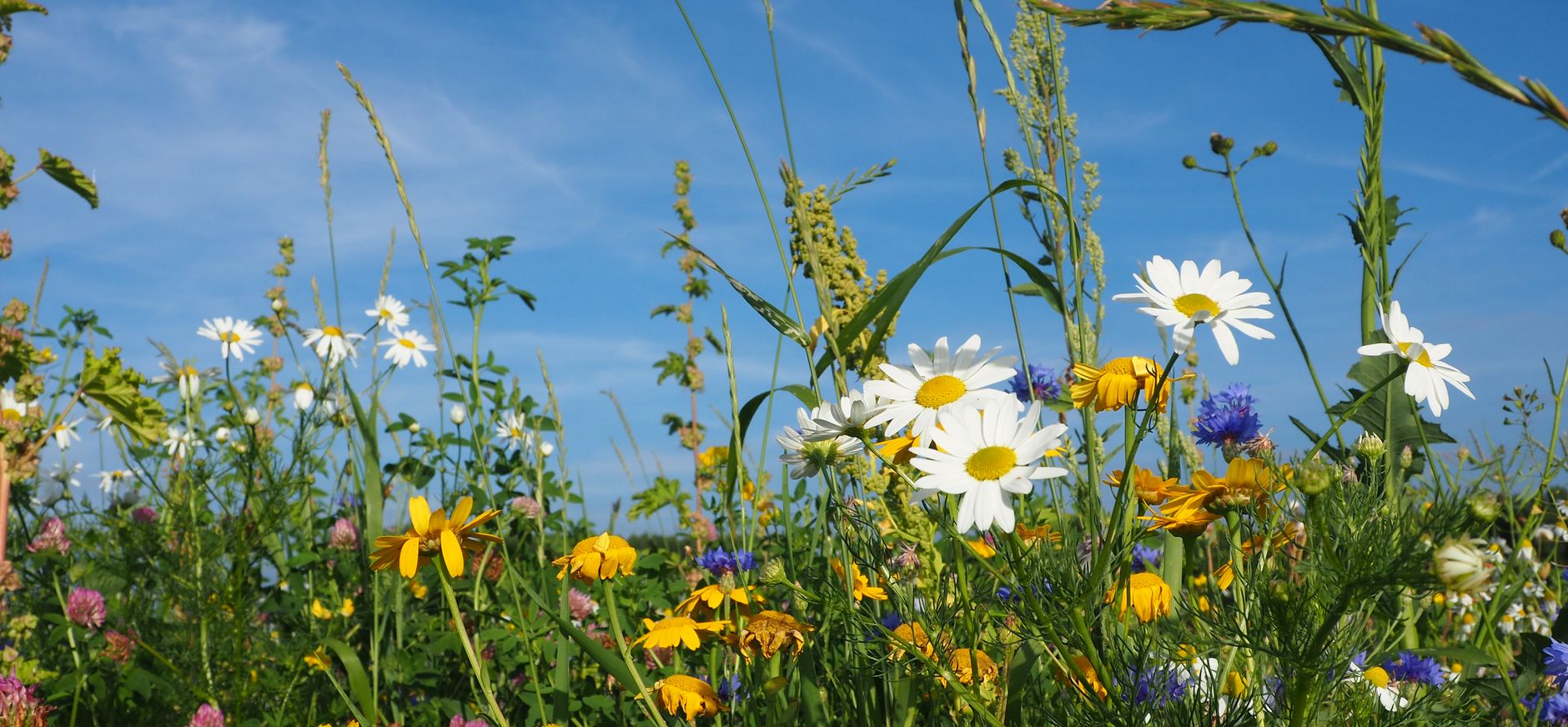 Wilde bloemen in de berm Polderpad