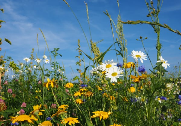 Wilde bloemen in de berm Polderpad