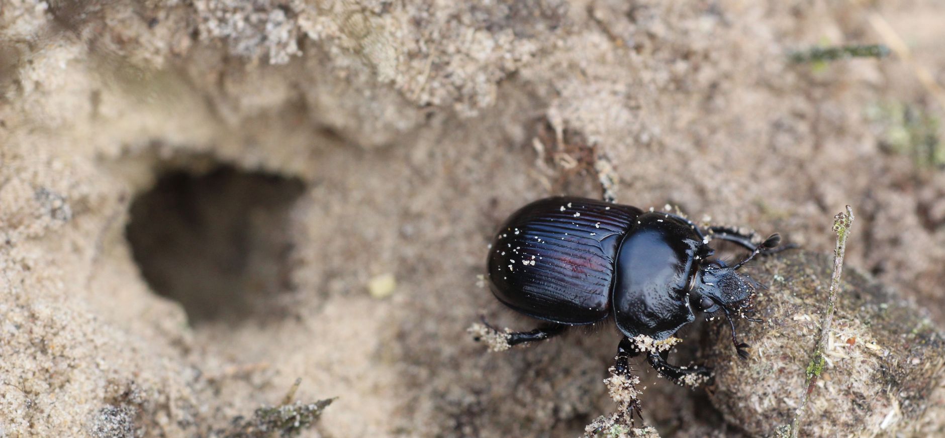 Driehoornmestkever bij zijn hol 