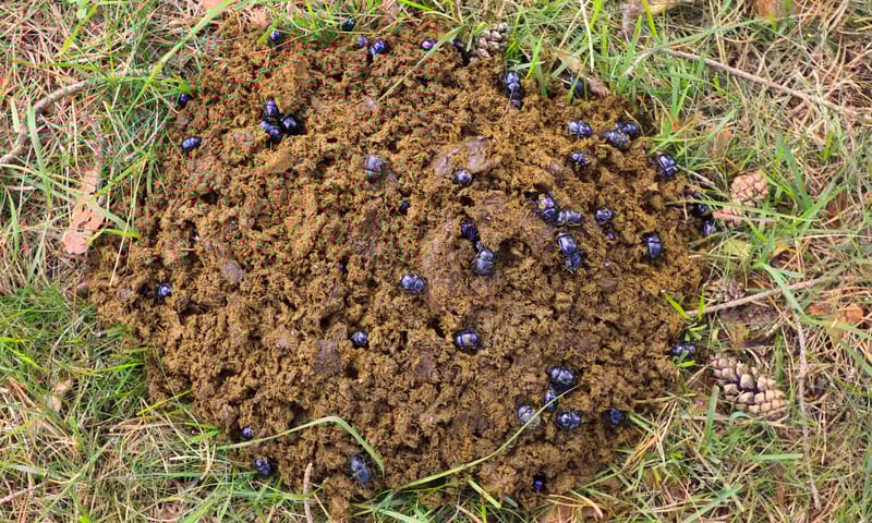mestkevers op Koeienvlaai