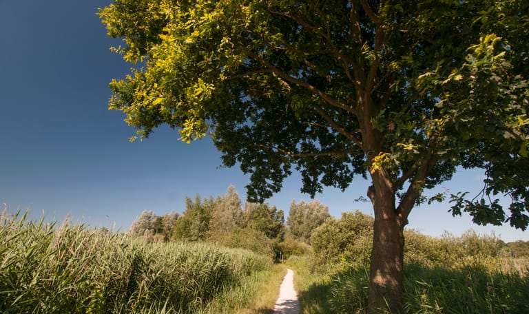Pad rond Spiegelplas