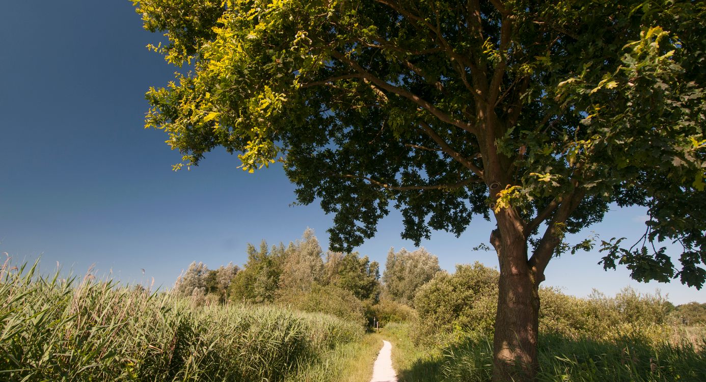 Pad rond Spiegelplas