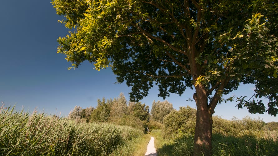 Pad rond Spiegelplas