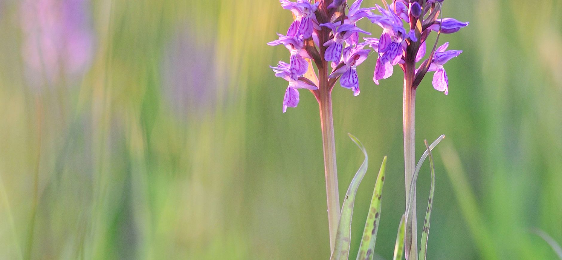 Rietorchissen in de Kortenhoefse plassen