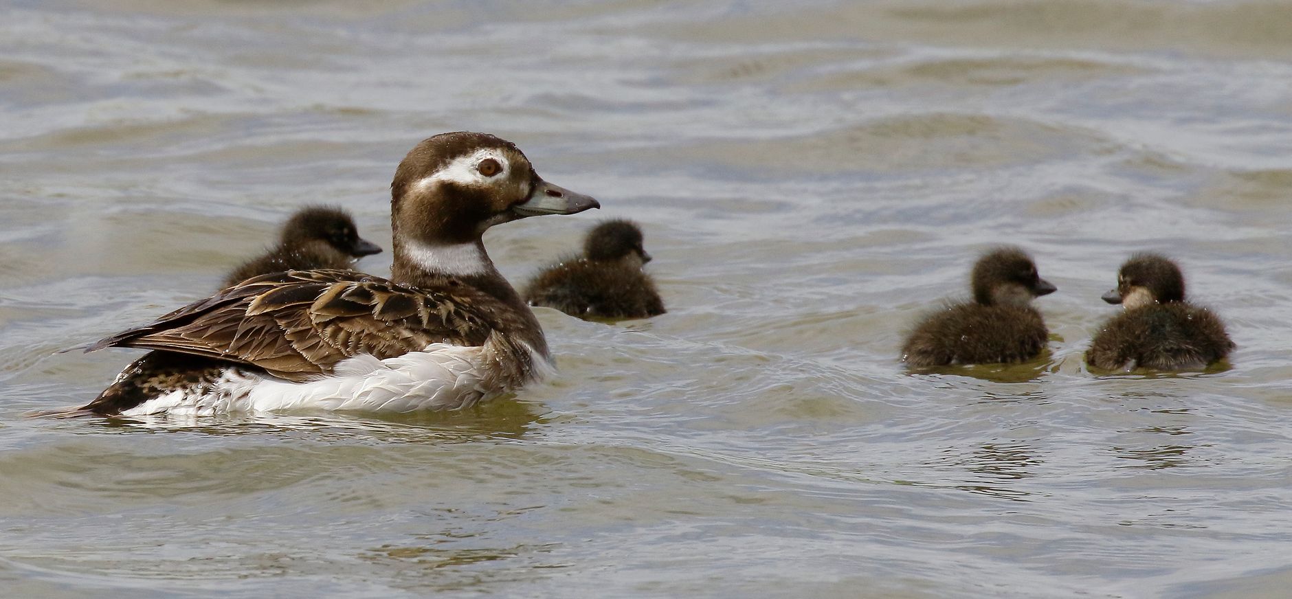 IJseend met kuikens op Marker Wadden