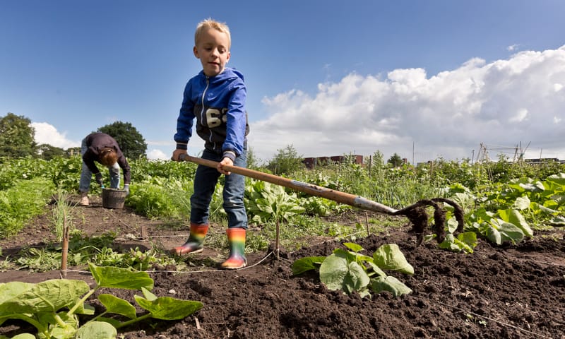 Werken in de moestuin