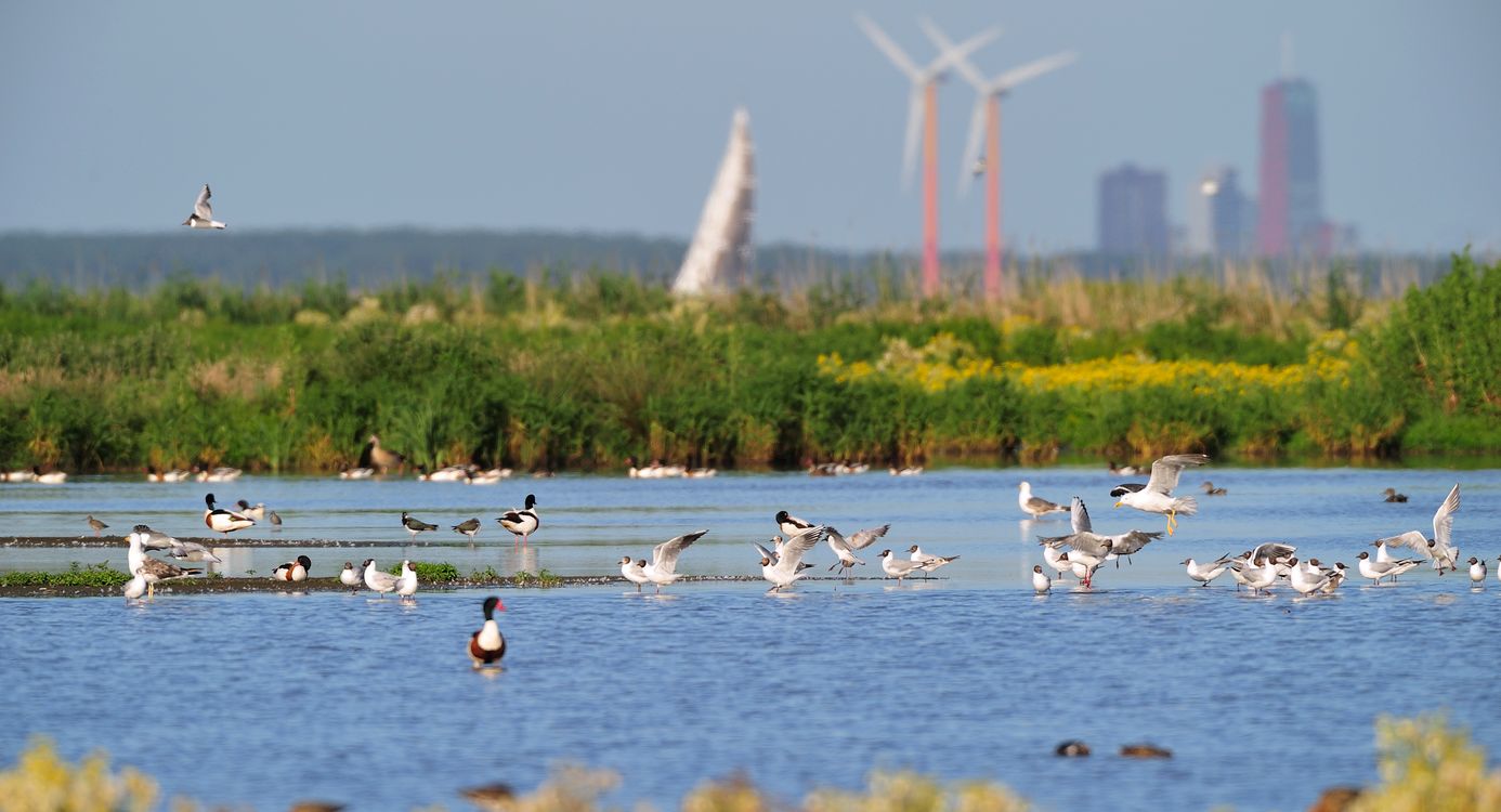 grutto's in polder IJdoorn