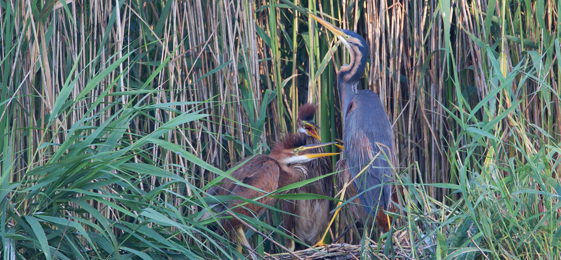purperreiger met jong
